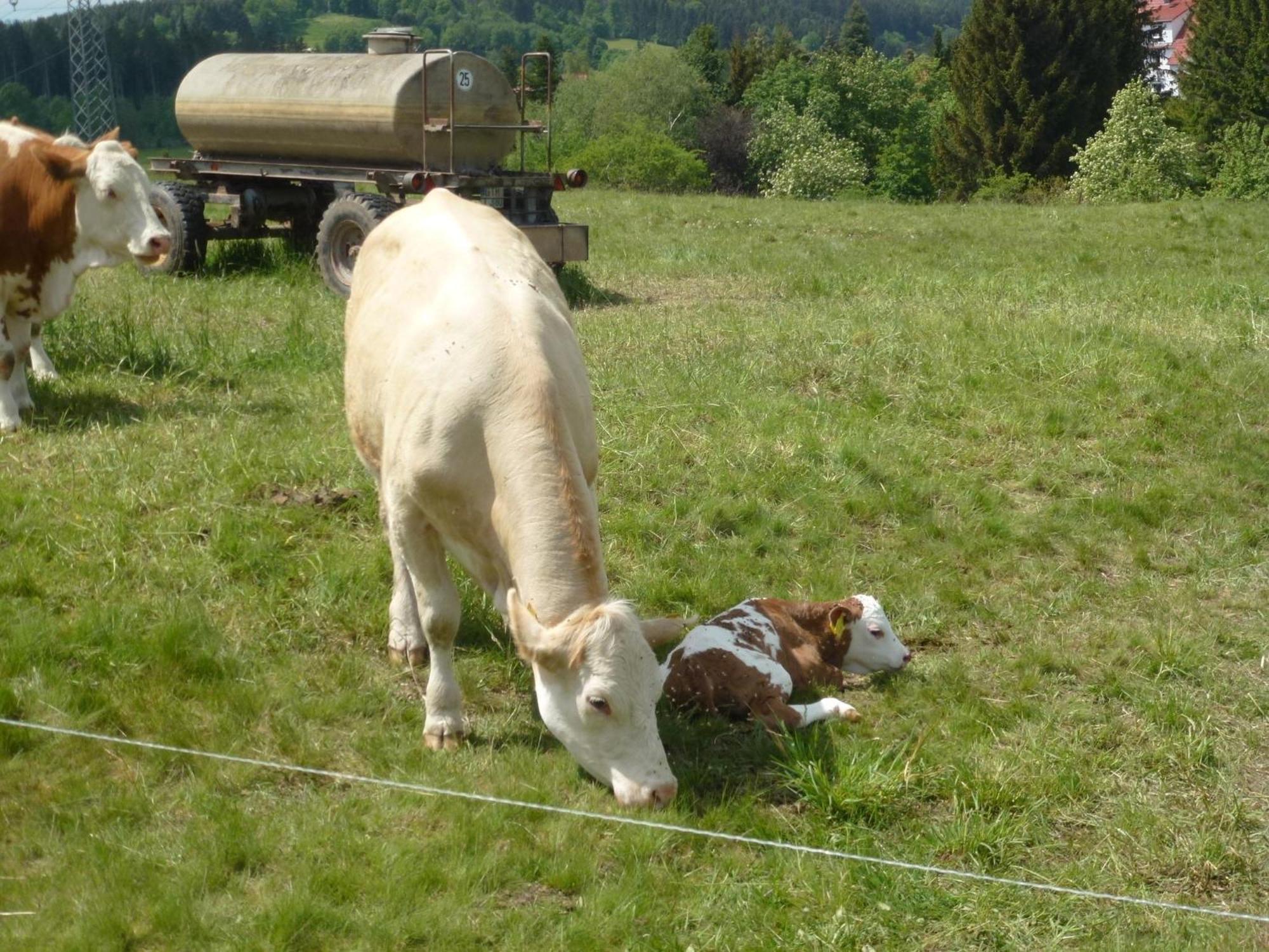 Ferienwohnung Bradatsch Catterfeld Buitenkant foto